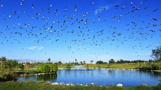 Les oiseaux du golf de l'Océan.