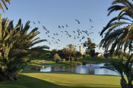 Les oiseaux du golf du Soleil.